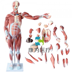 “康為醫療”80CM人體肌肉模型 27件