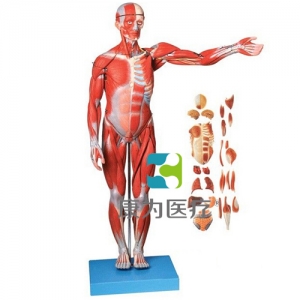 “康為醫療”人體全身肌肉附內臟模型（正常尺寸）