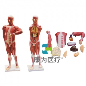 “康為醫療”人體肌肉及胸腹腔臟器解剖模型