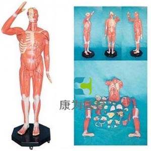 “康為醫療” 人體全身肌肉附內臟模型