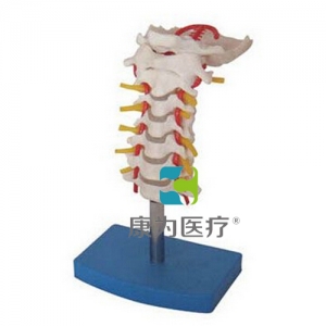 “康為醫療”頸椎帶頸動脈、后枕骨、椎間盤與神經模型