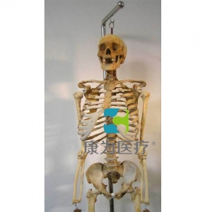 “康為醫療”全身骨骼模型（真尸）