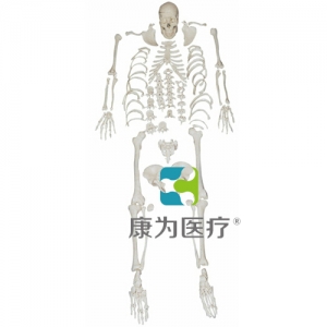 “康為醫療”人體全身散骨模型