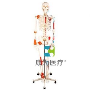 “康為醫療”人體骨骼附關節韌帶和肌肉著色模型
