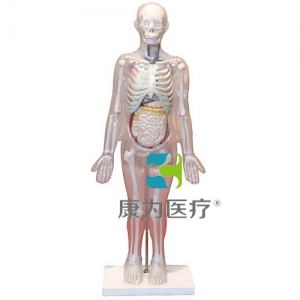 “康為醫療”人體體表、人體骨骼與內臟關系模型