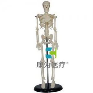 “康為醫療”45CM人體骨骼模型