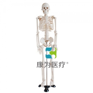 “康為醫療”85cm人體骨骼模型