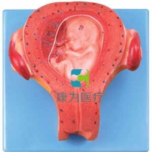 “康為醫療”三個月胚胎模型