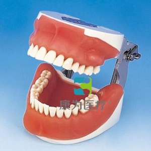 “康為醫療“口腔外科綜合實習模型